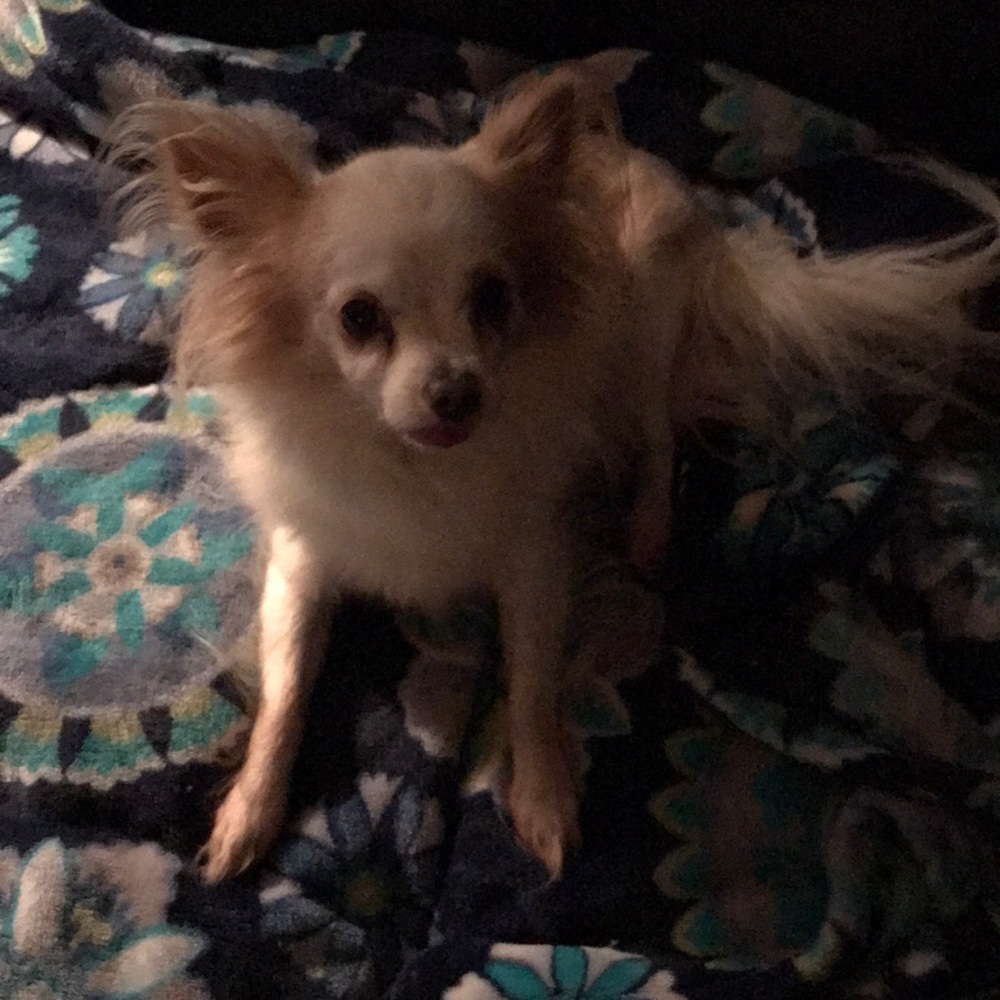 Meet your Posher, Diana